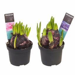 Гиацинт Мультифлора Микс