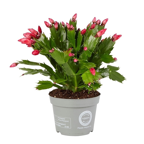 Шлумбергера красная