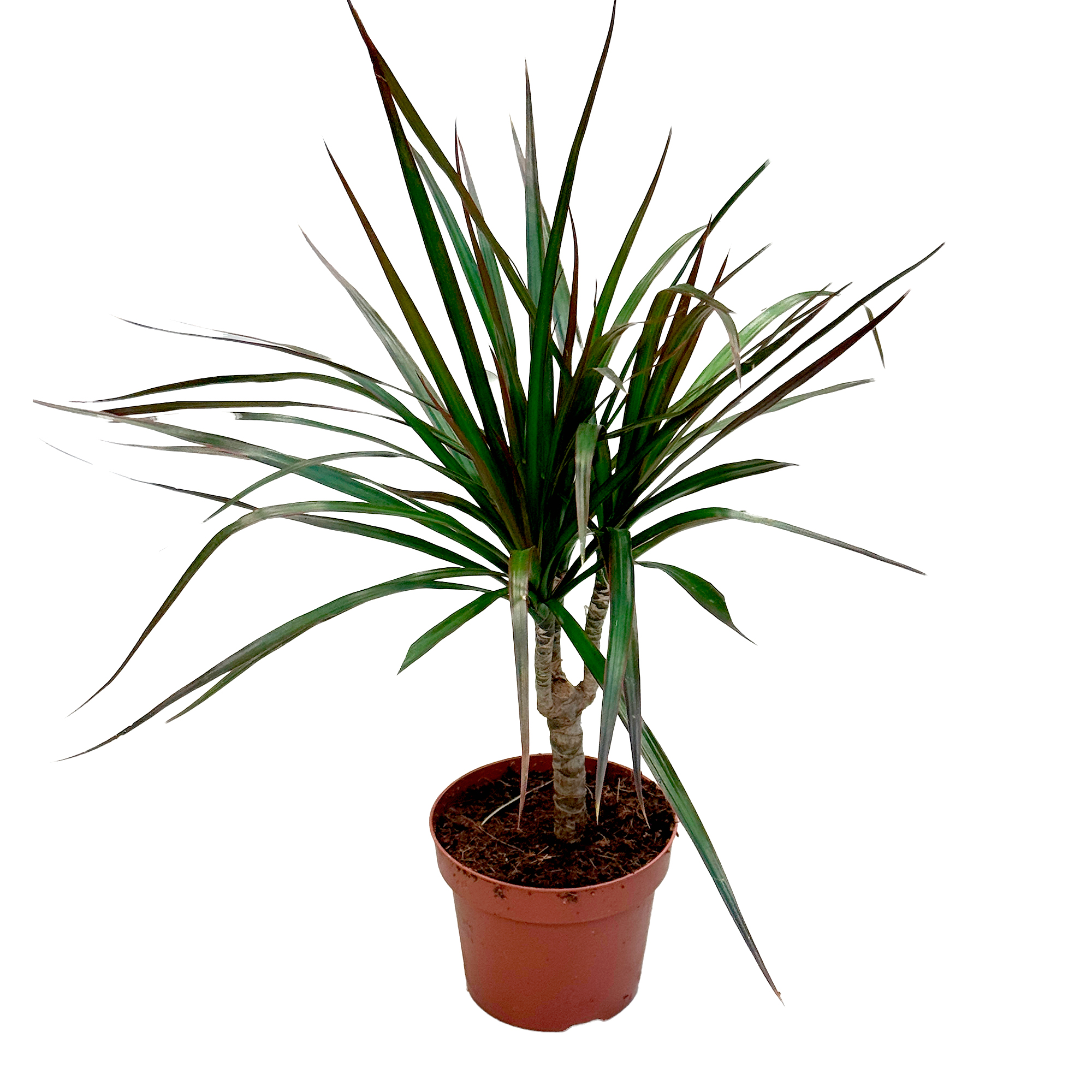 Драцена маргината Маджента