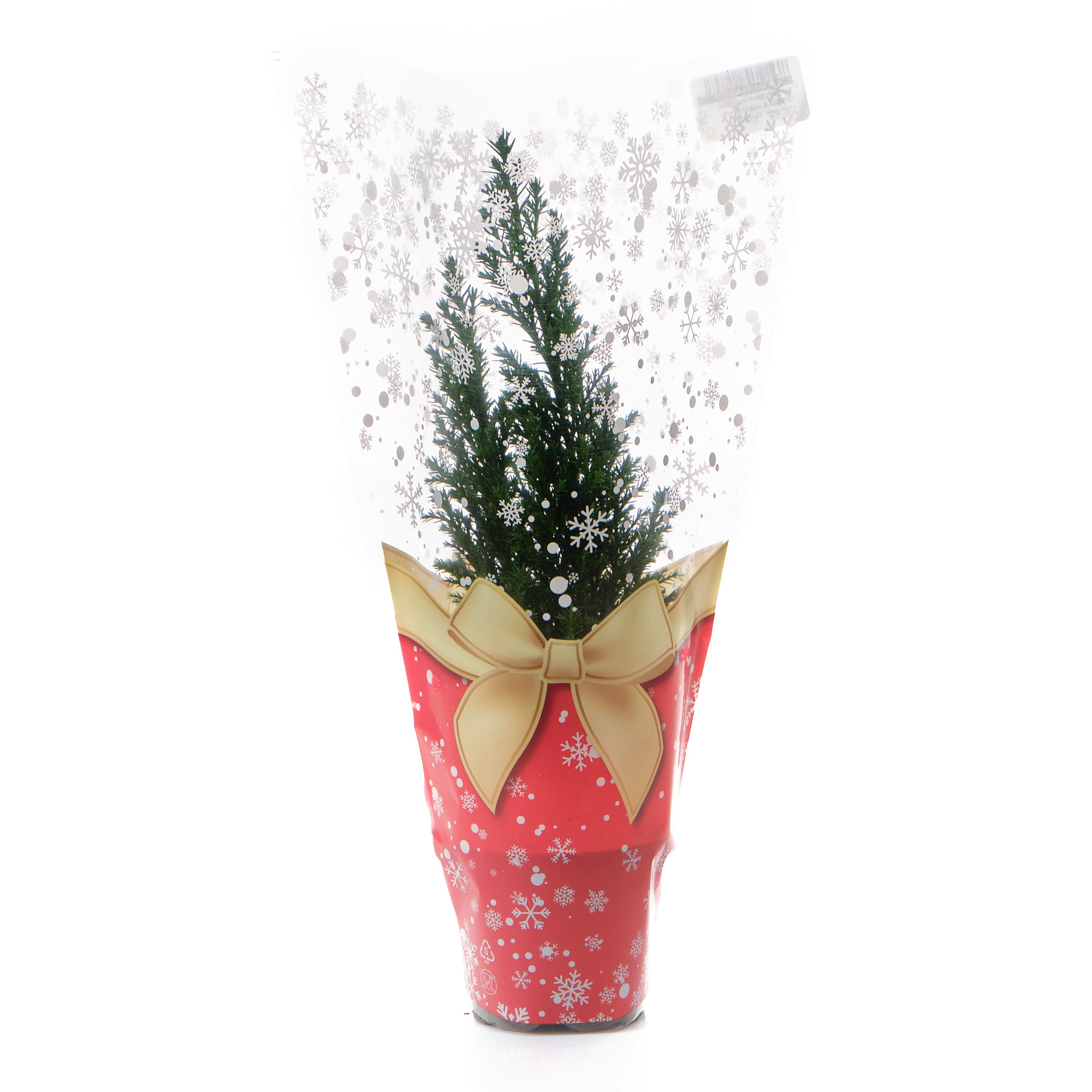 Кипарисовик лавсона Элвуди в новогодней упаковке