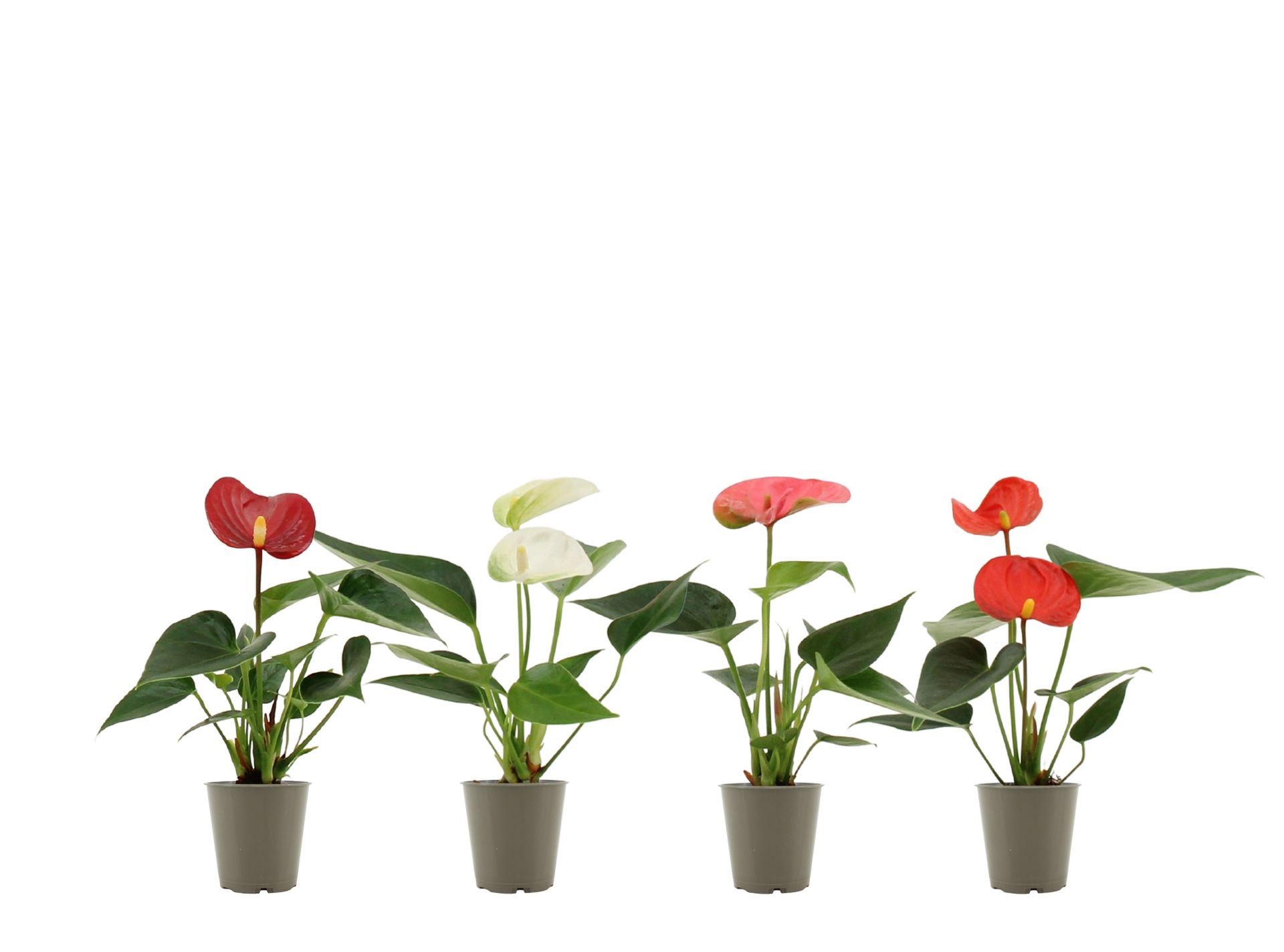 Антуриум андрианум Микс