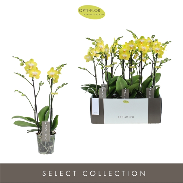 Фаленопсис мультифлора 2 ст желтый