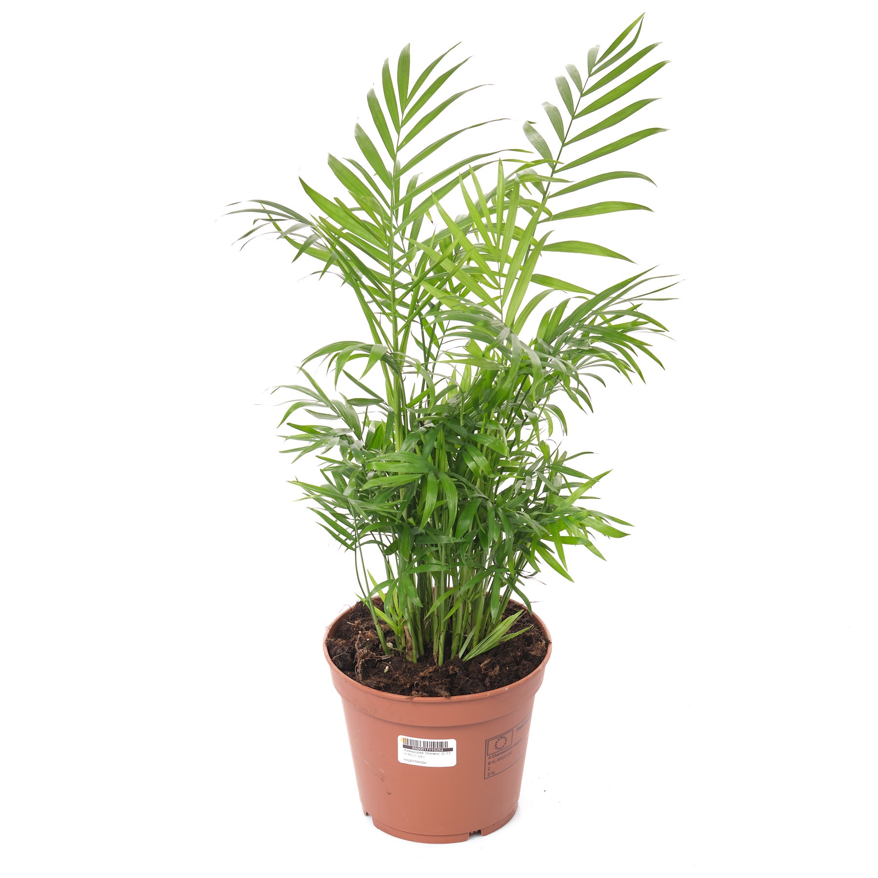 Хамедорея Элеганс