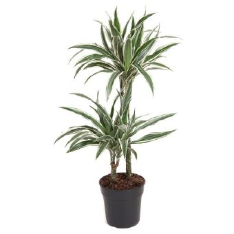 Драцена фрагранс Уайт Страйп 2 ст