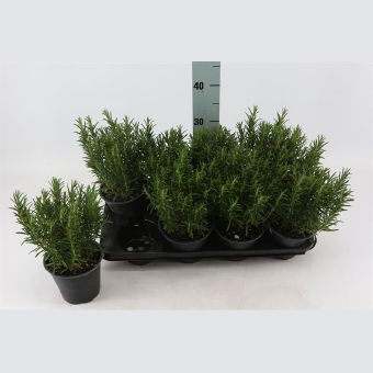 Розмарин лекарственный