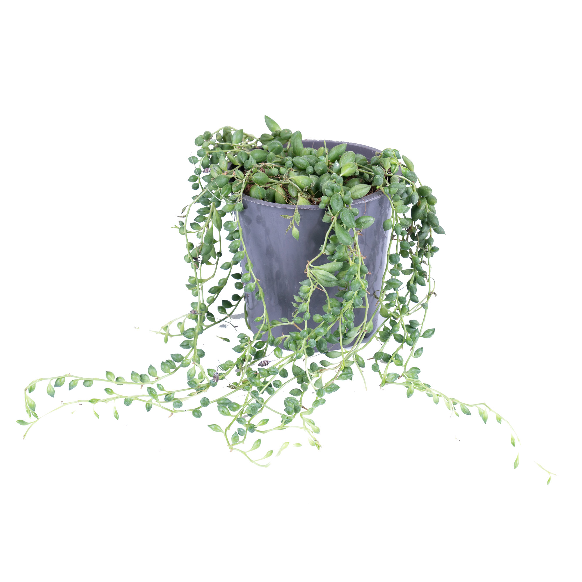 Сенецио Роулеанус