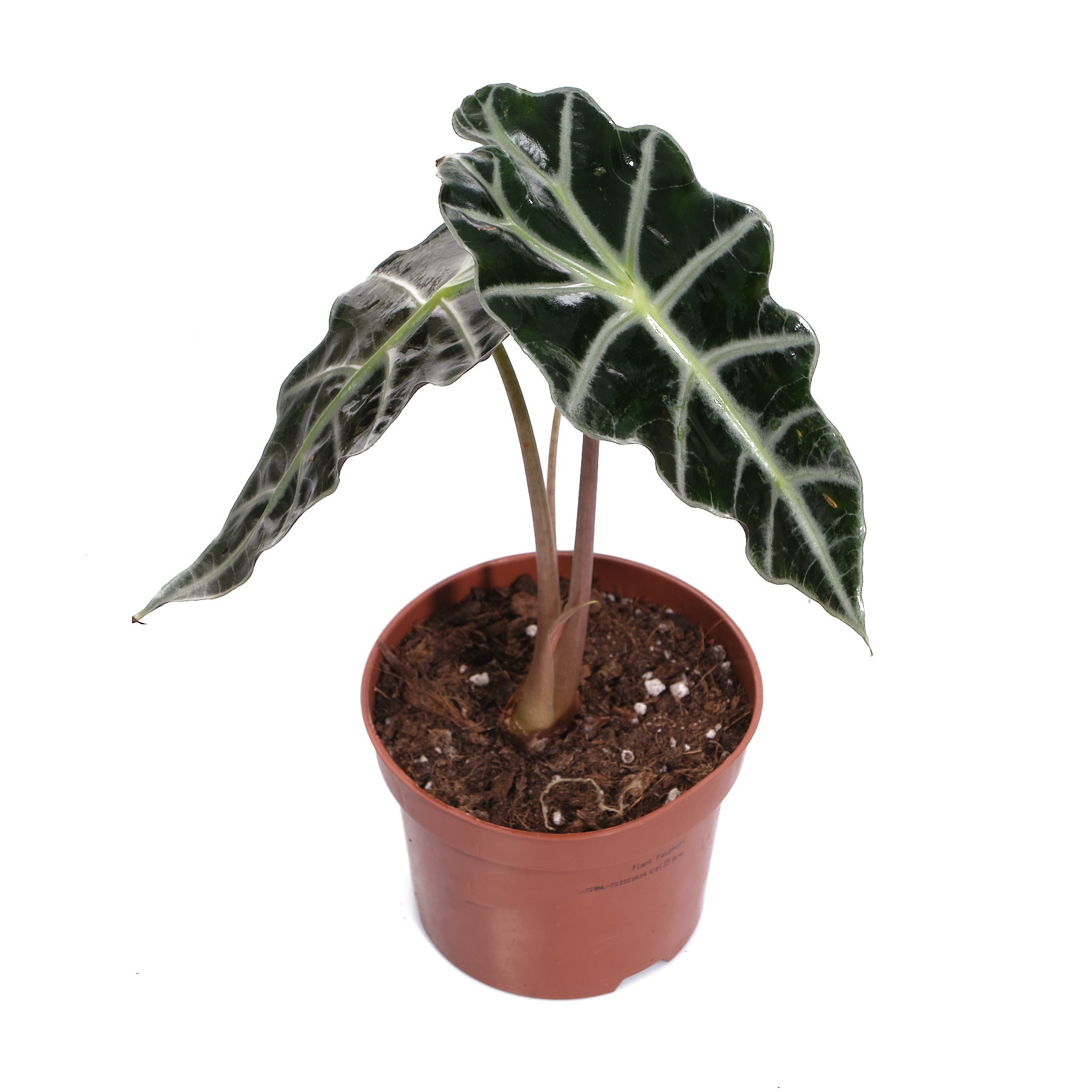 Алоказия Полли