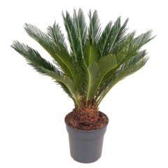 Цикас Революта