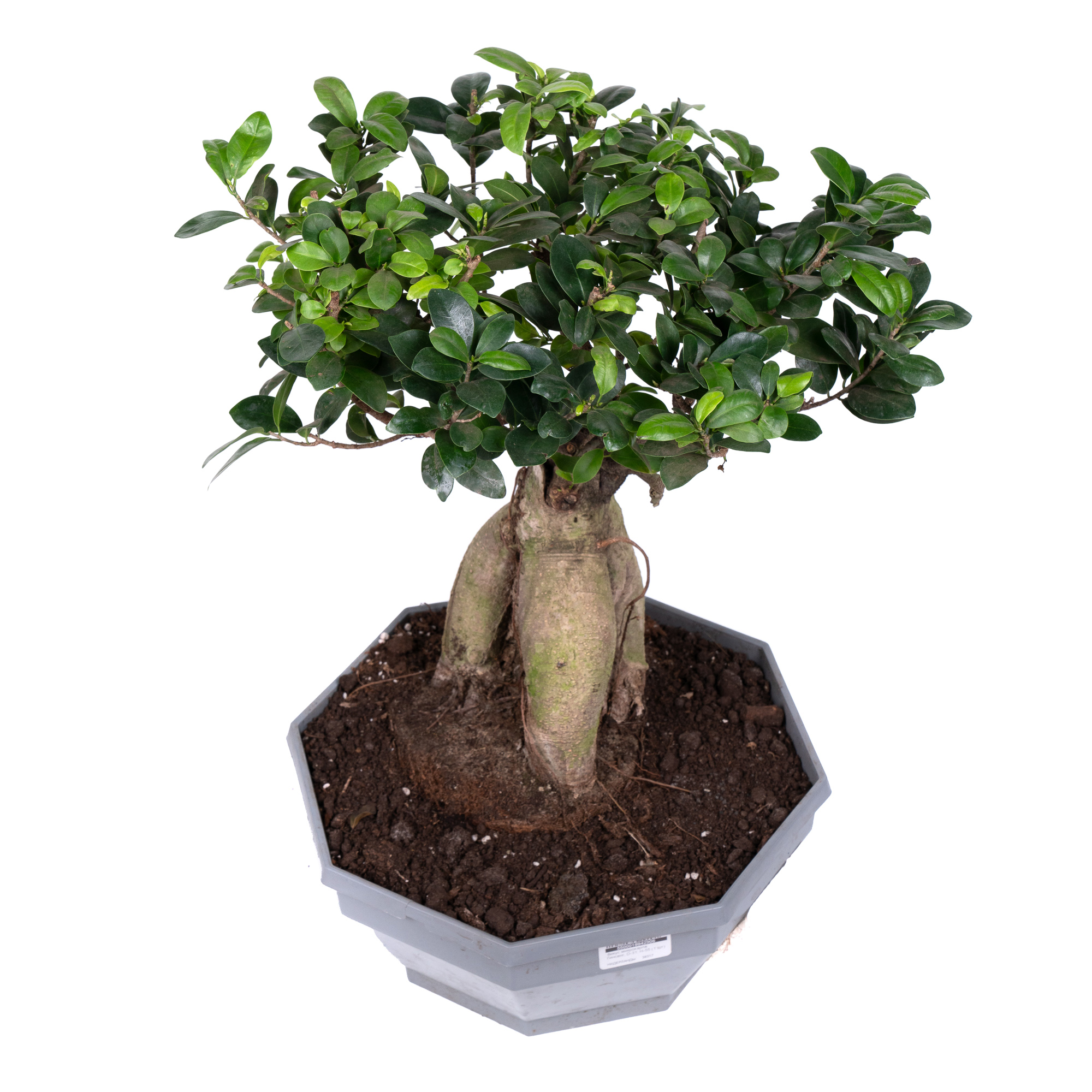 Фикус микрокарпа Гинсенг