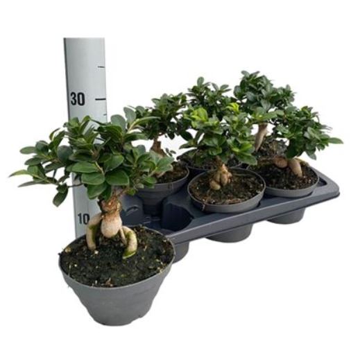 Фикус микрокарпа Гинсенг