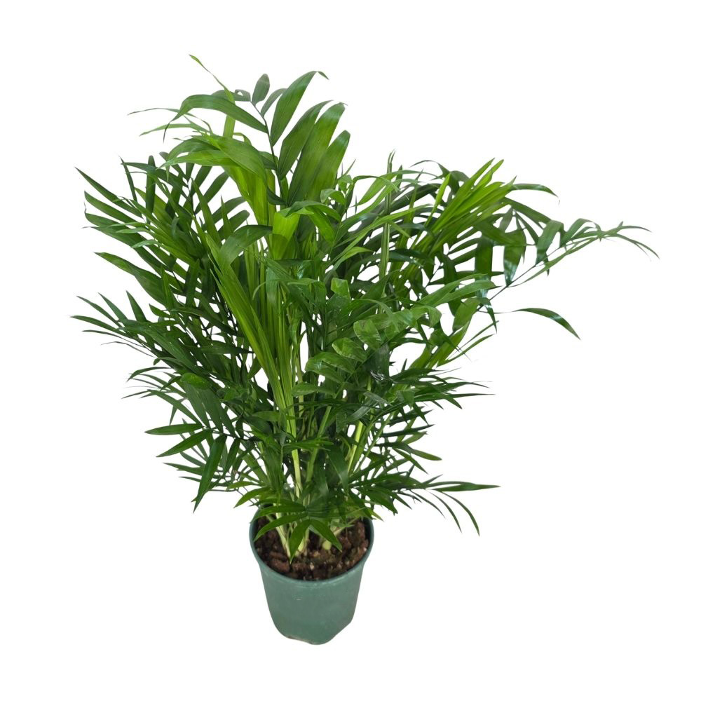 Хамедорея Элеганс