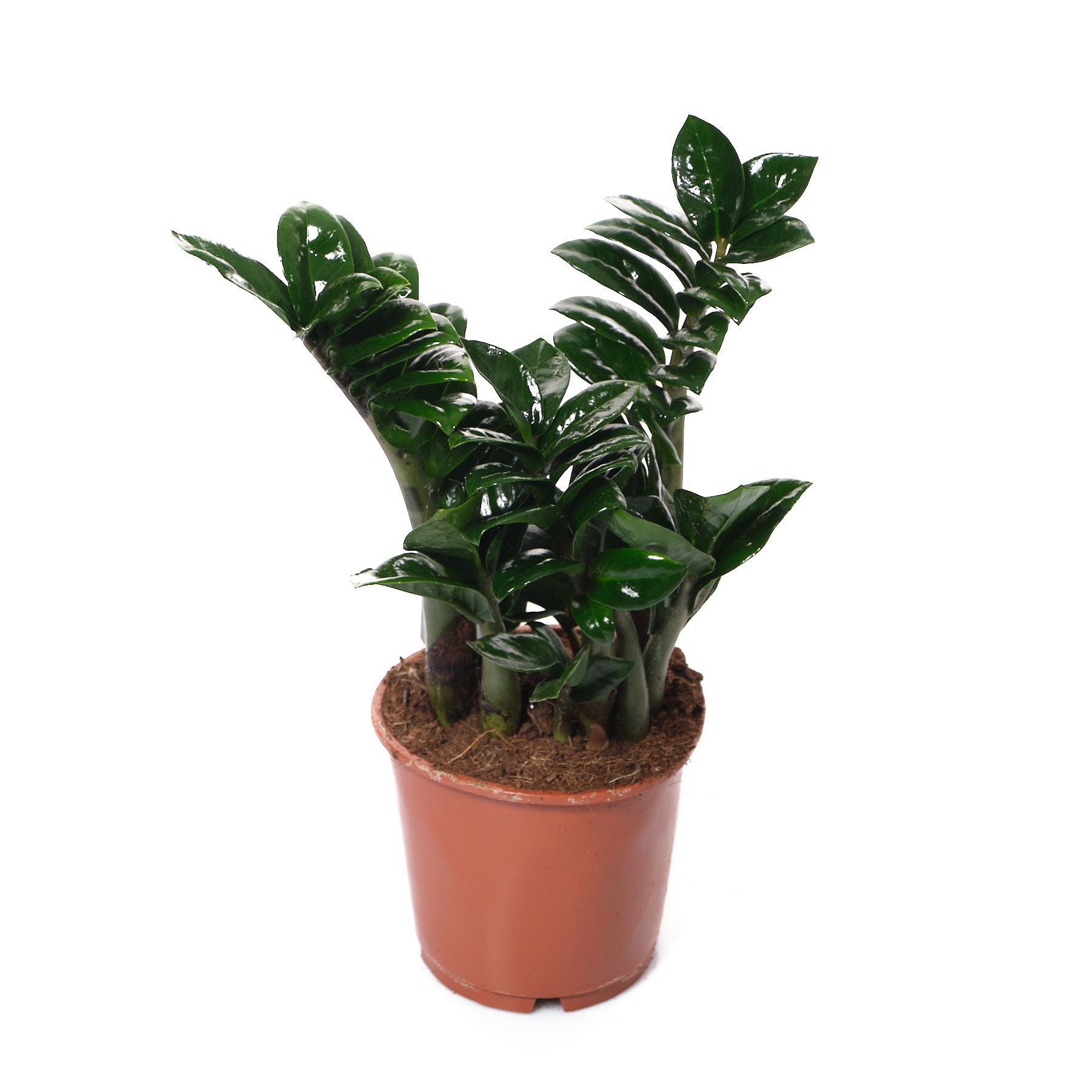 Замиокулкас Зензи