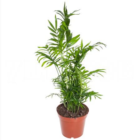 Хамедорея Элеганс