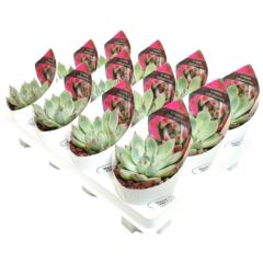 Эхеверия Чихуахуэнсис