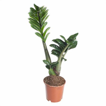 Замиокулкас Зензи