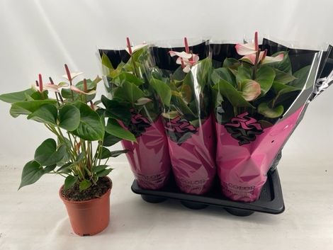 Антуриум андрианум Принцесс Амалия Элеганс