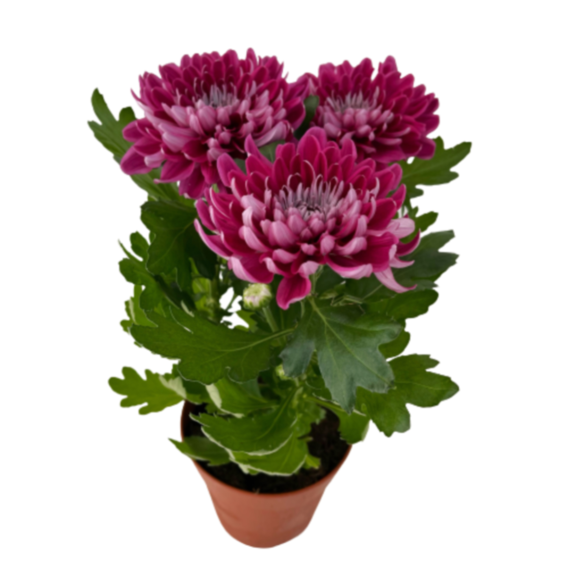 Хризантема зембла пурпурная