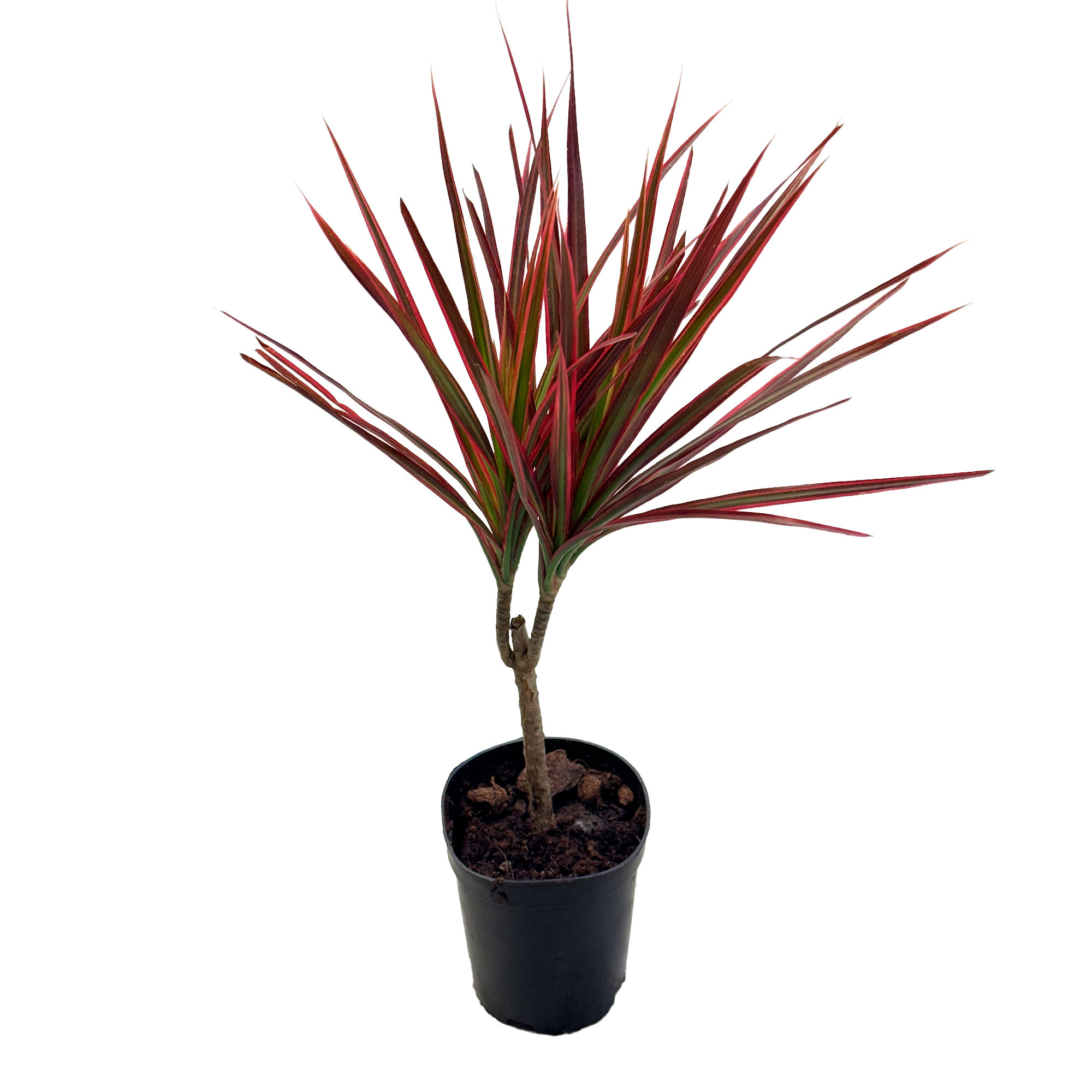 Драцена маргината Биколор