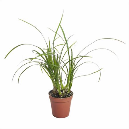 Нолина пушистая