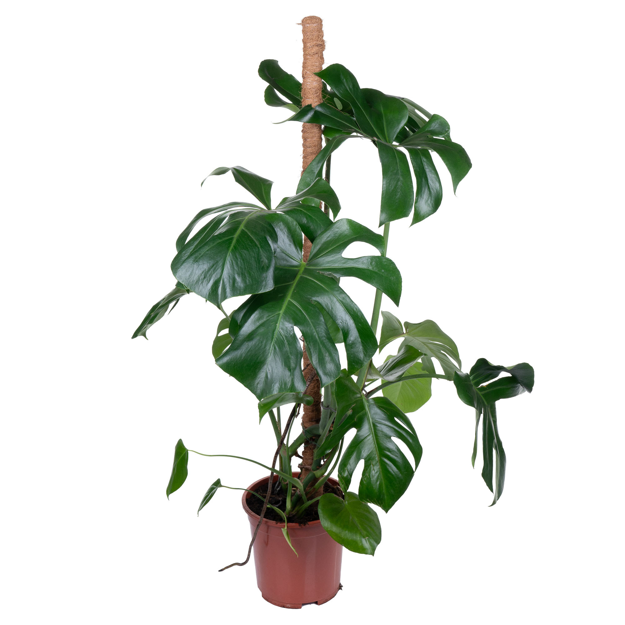 Монстера моссток