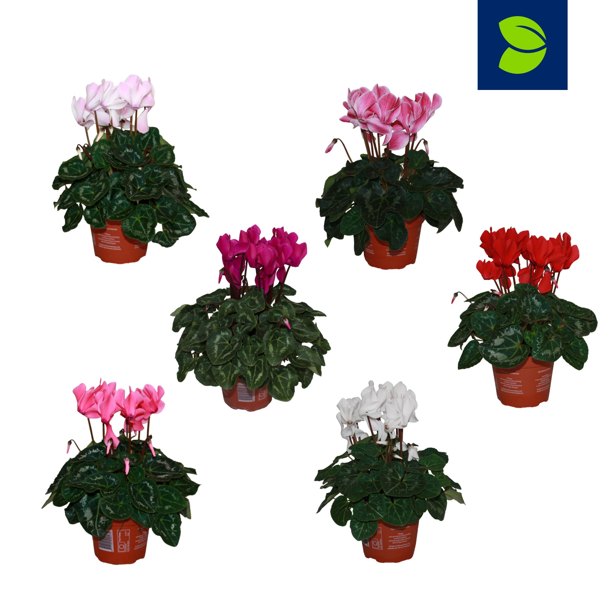 Цикламен Супер Серия микс