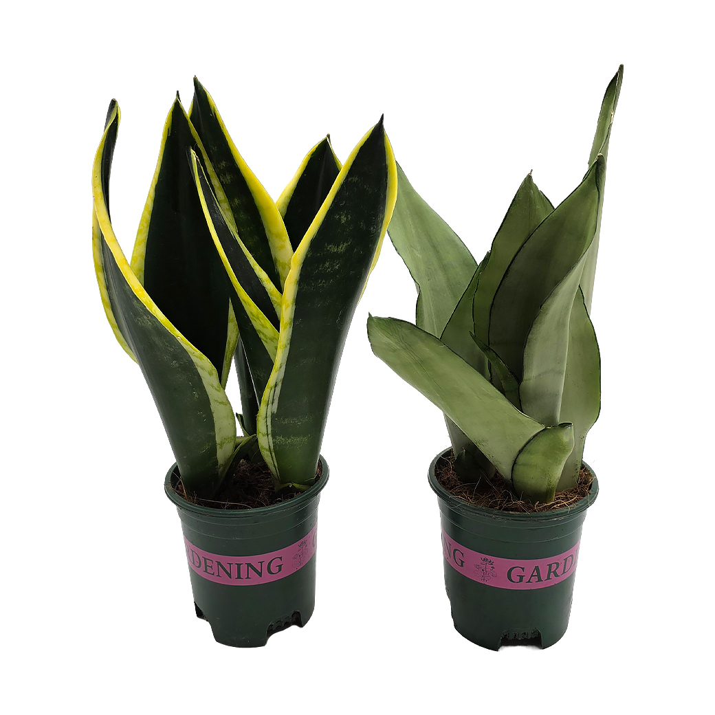 Сансевиерия Микс