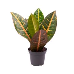 Кодиеум Петра