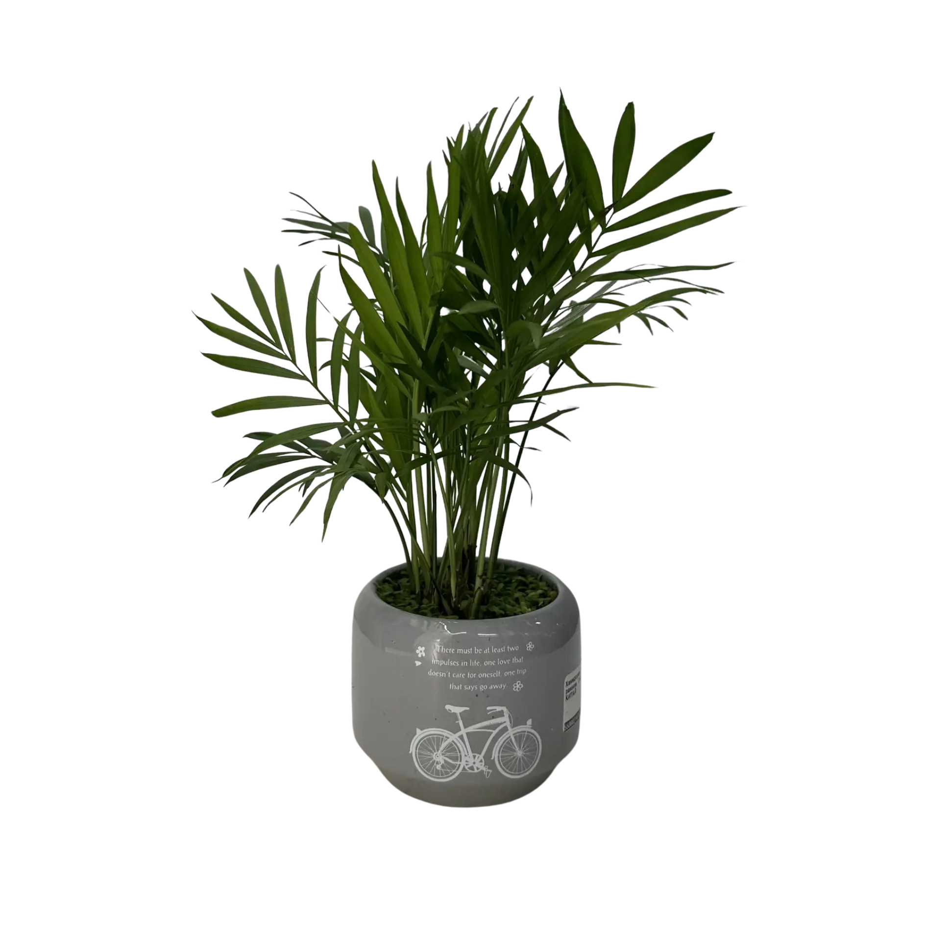 Хамедорея Элеганс в керамике