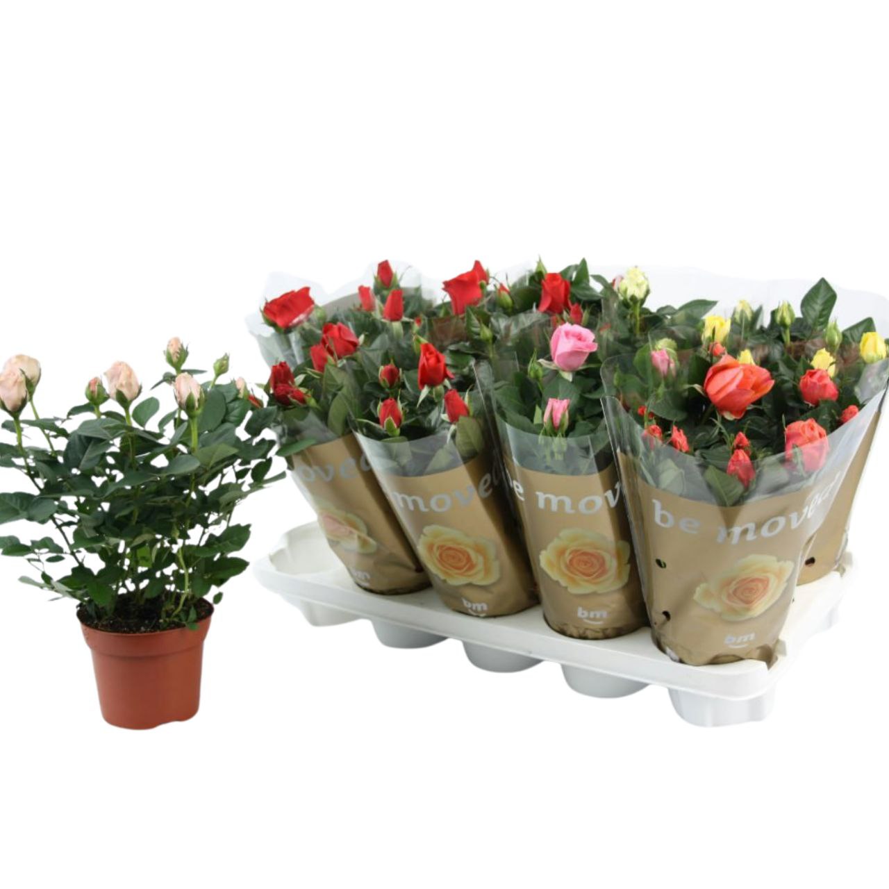 Роза Бью Монди