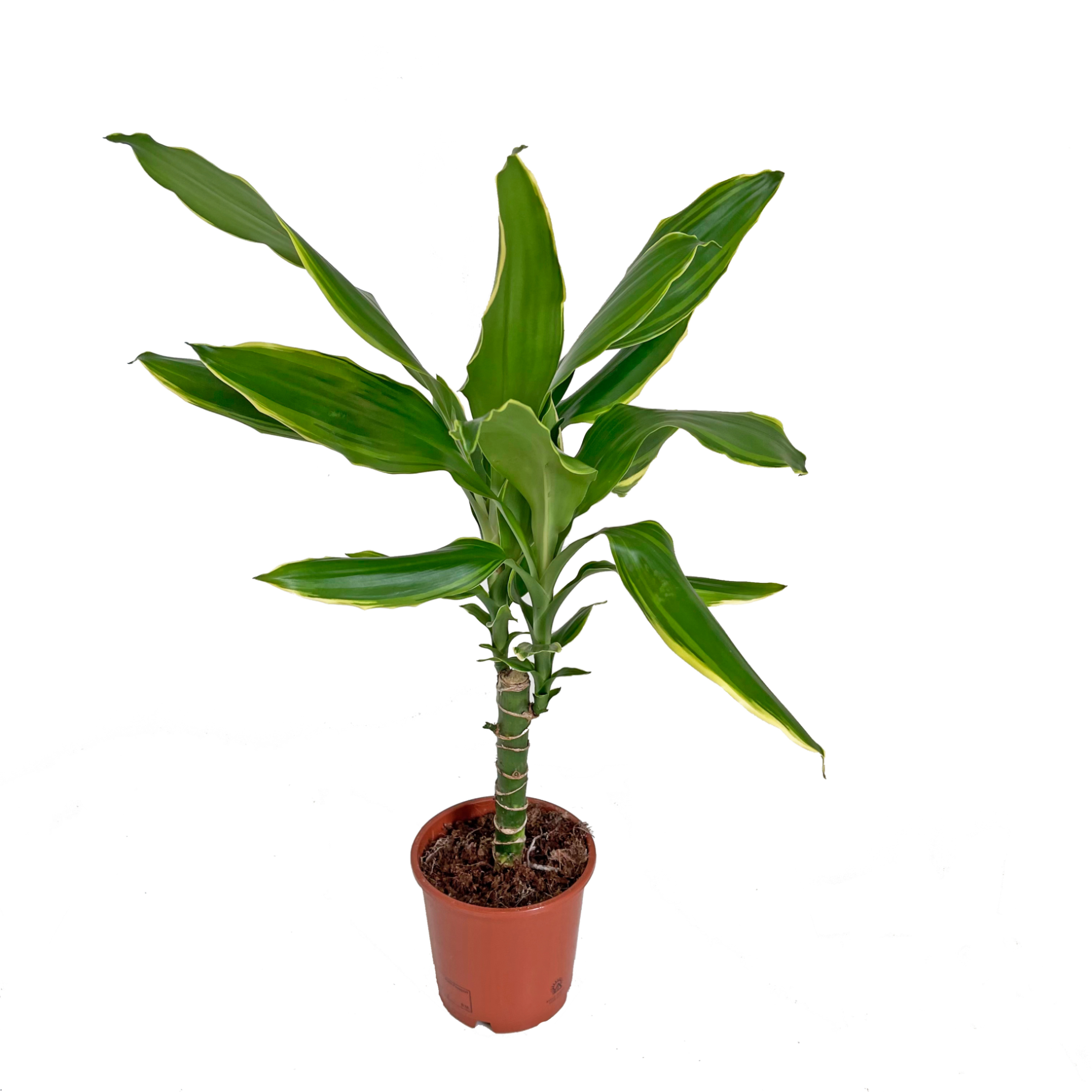 Драцена фрагранс Голден Кост