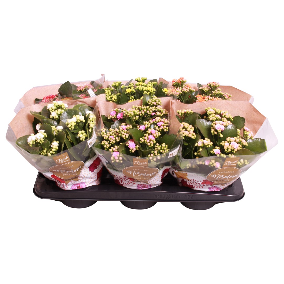 Каланхое Росалина микс