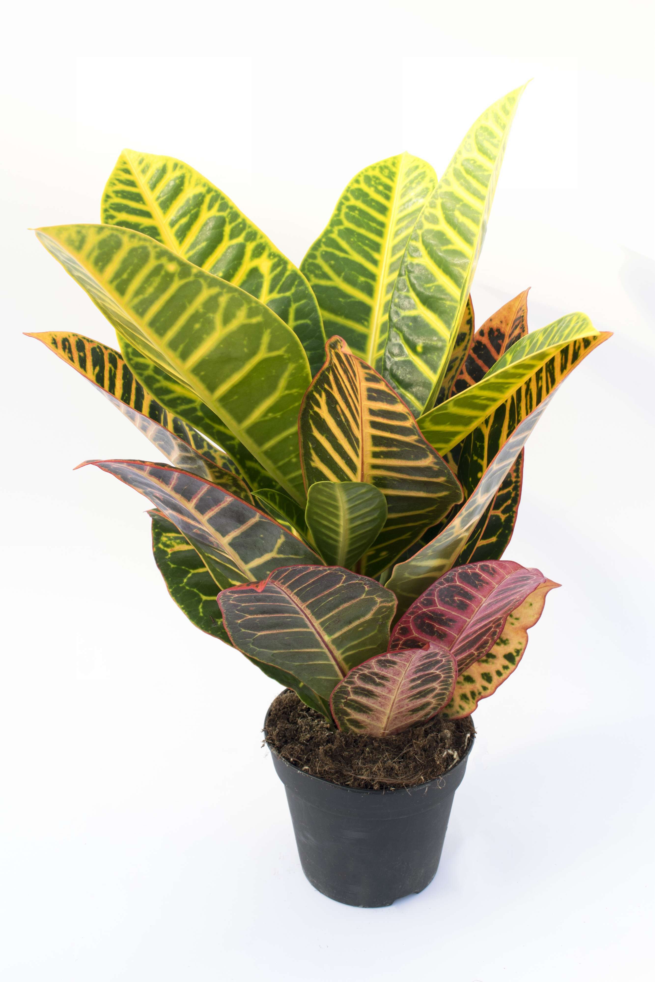 Кодиеум Петра