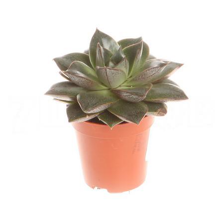 Эхеверия Пурпусорум