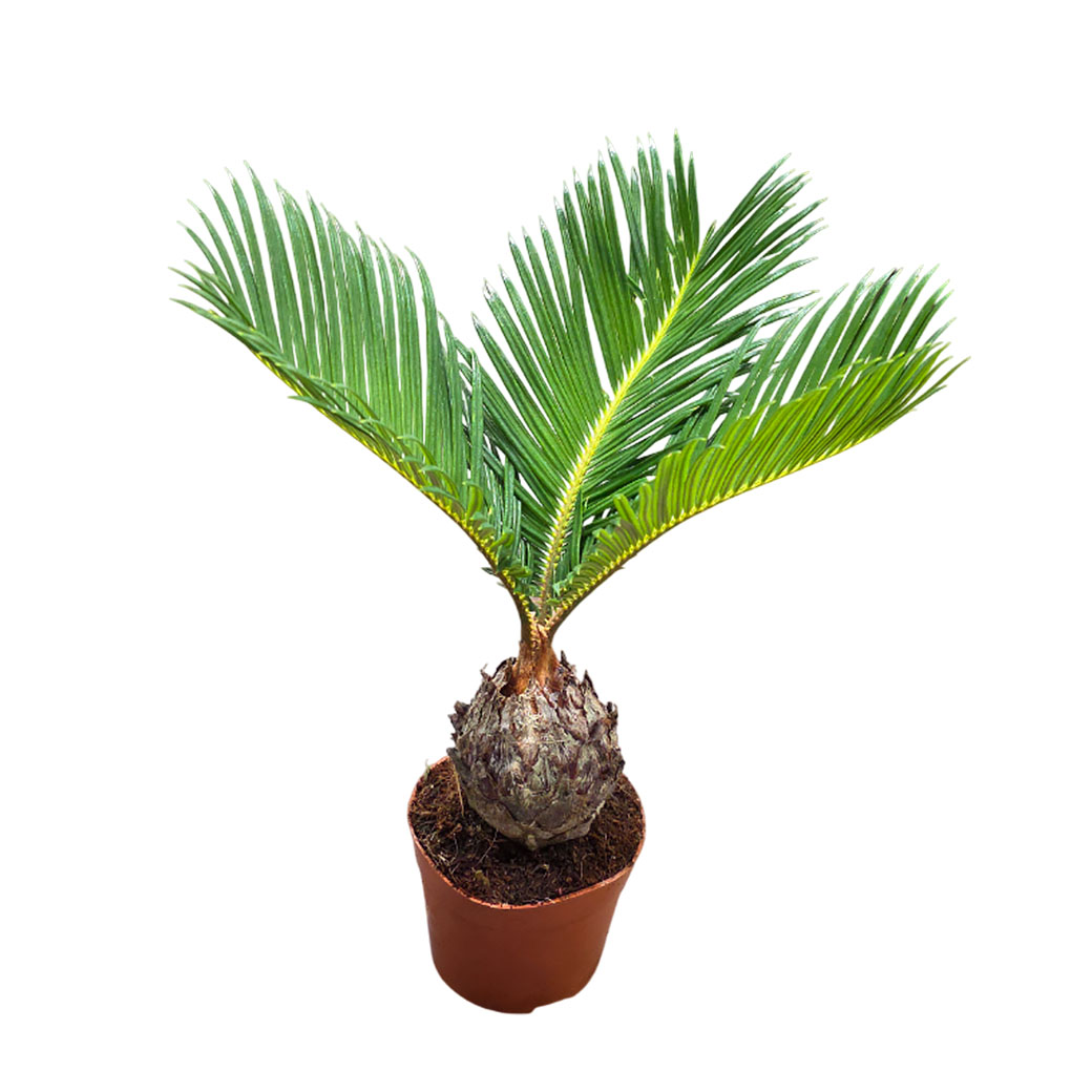 Цикас Революта