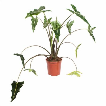 Алоказия Сариан