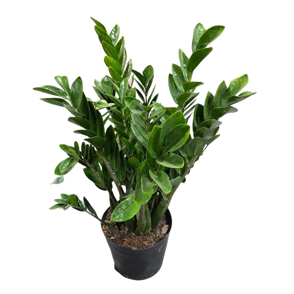 Замиокулкас