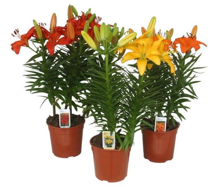 Лилия азиатская Микс