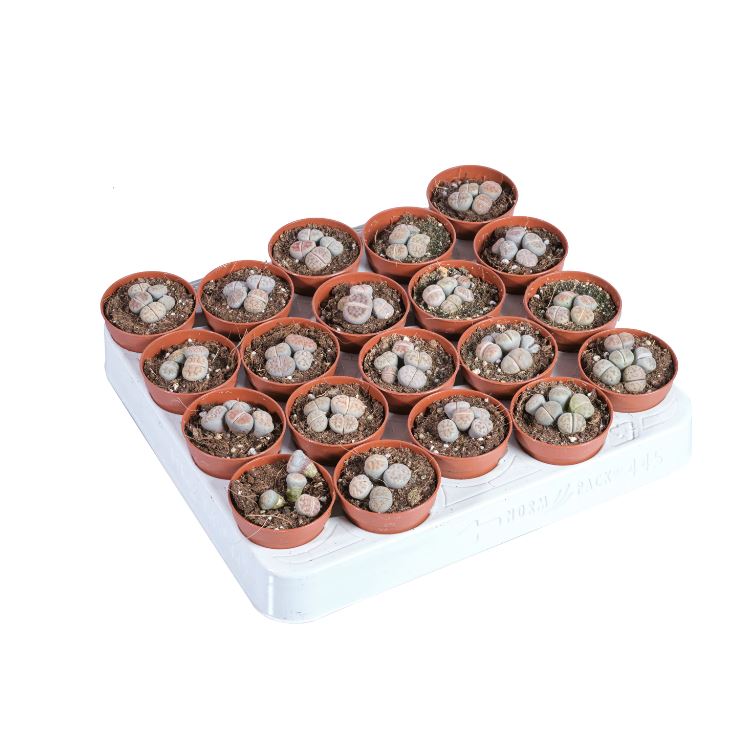 Литопс Микс