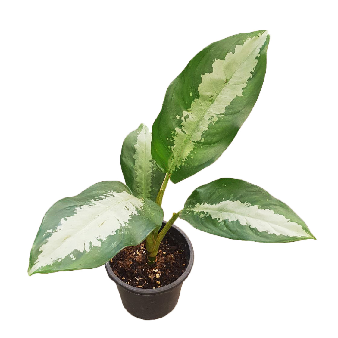 Аглаонема Паттая Бьюти