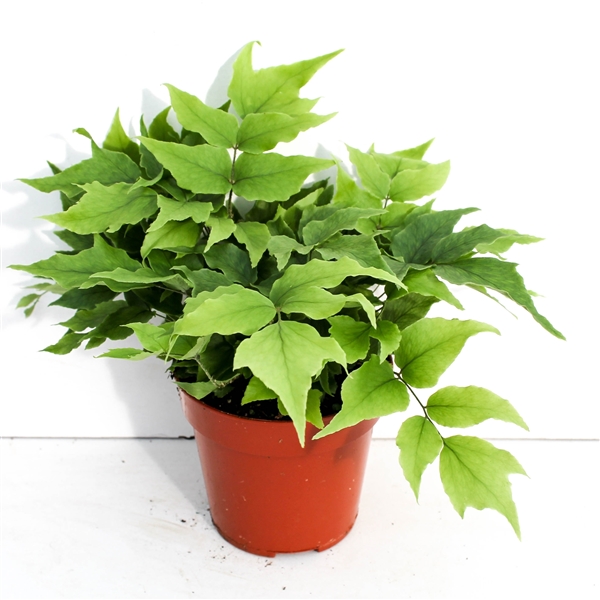 Циртомиум форчуна Кливикола