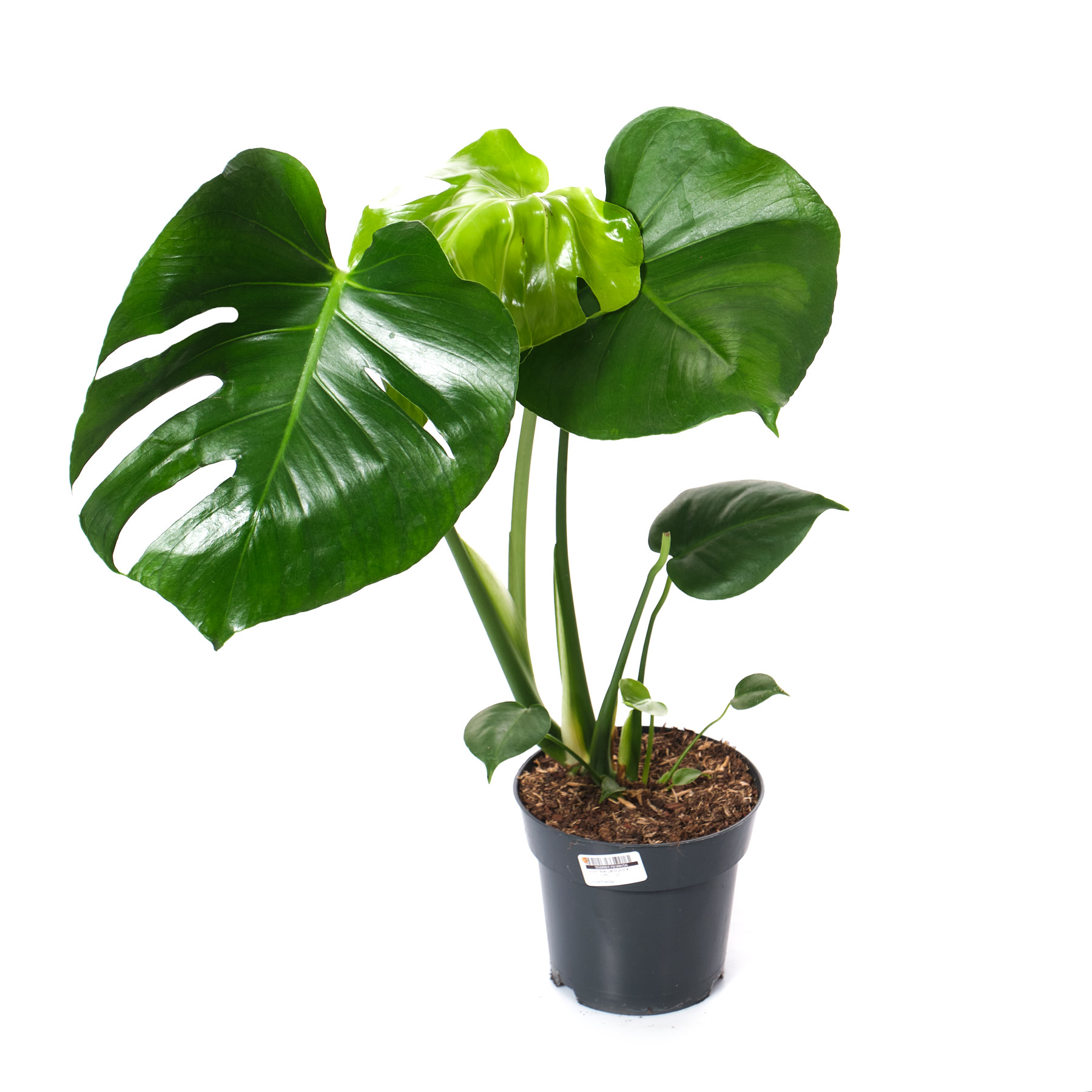 Монстера Делициоса