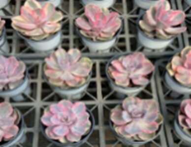 Эхеверия Пёрпл Перл