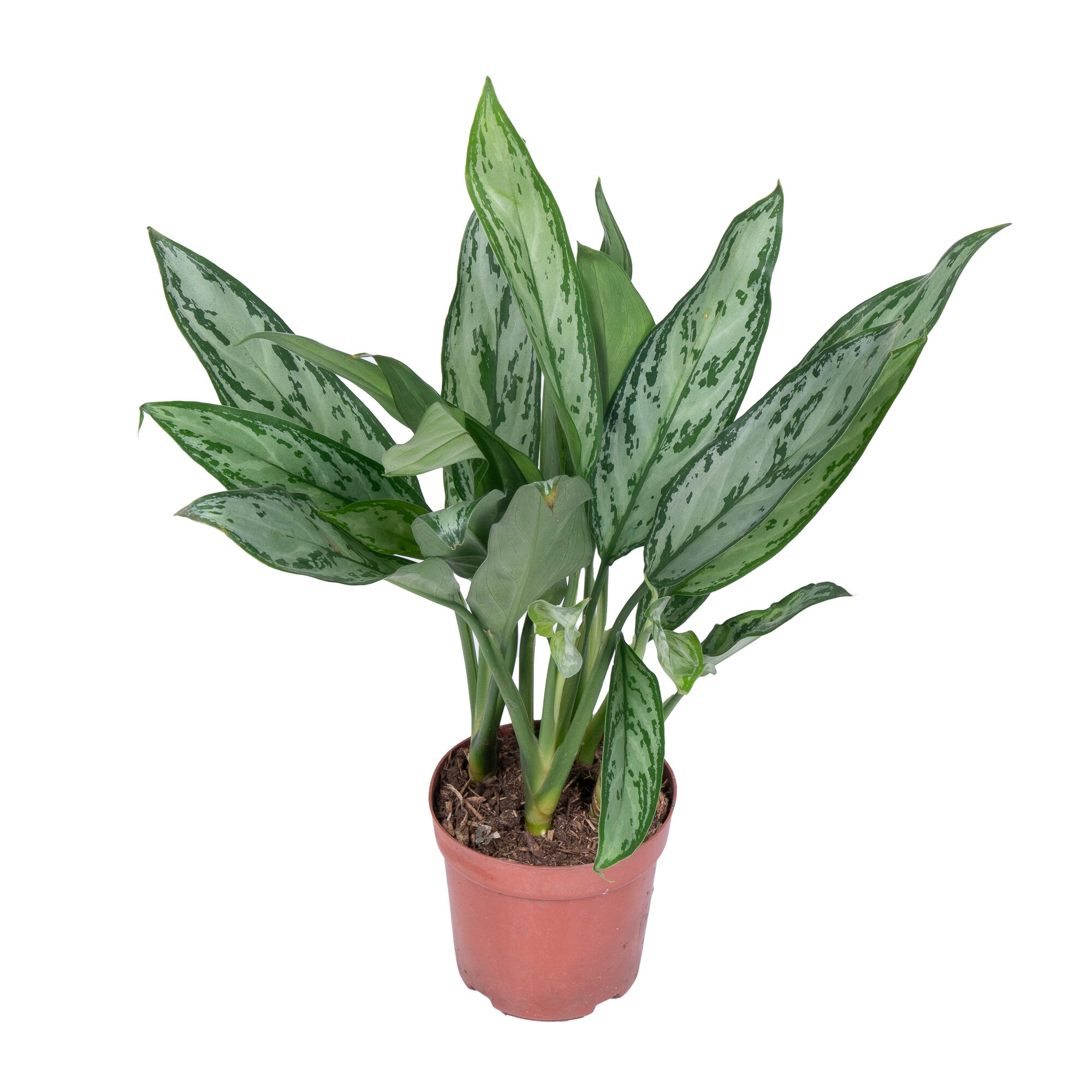 Аглаонема Сильвер Куин