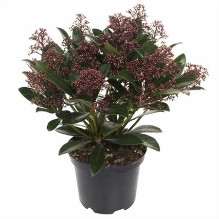 Скиммия японская Рубелла