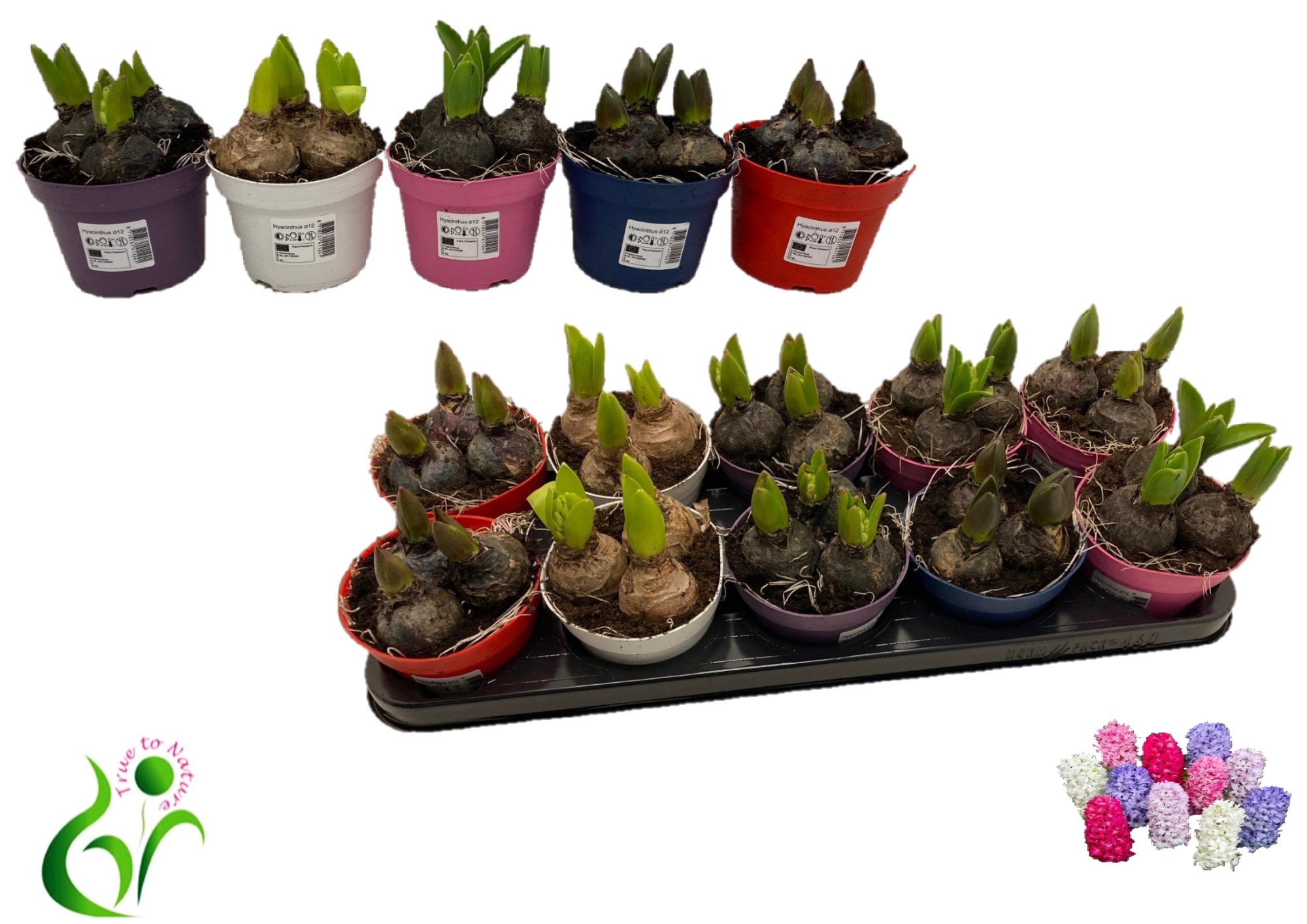 Гиацинт Микс