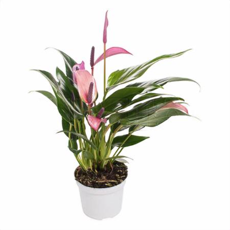 Антуриум андрианум Зизу