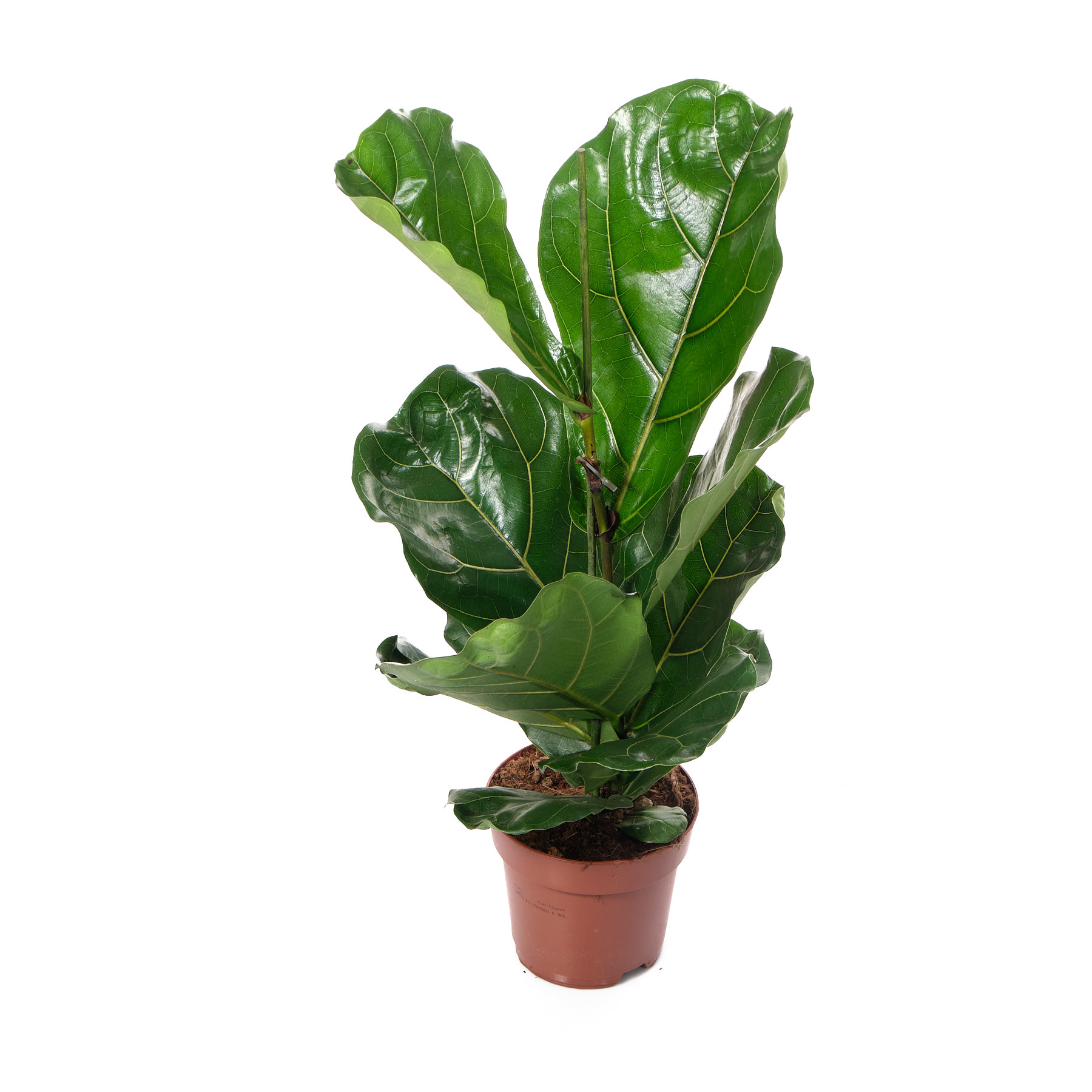 Фикус лирата