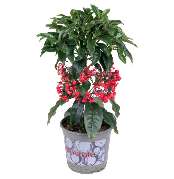 Ардизия красная