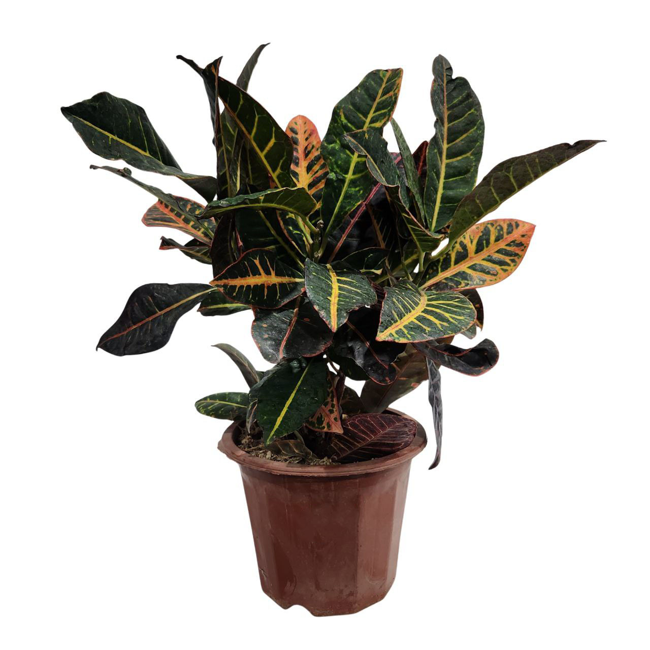 Кодиеум Петра