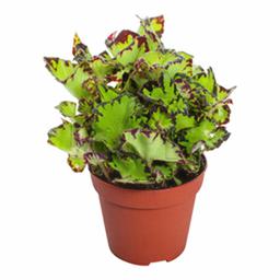 Бегония рекс Джайв